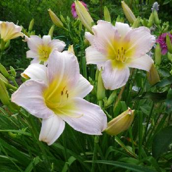 Лилейник Hemerocallis ‘Catherine Woodbury’ 